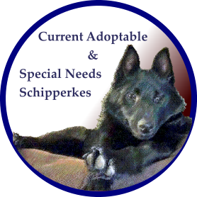 Current Adoptable & Special Needs Schipperkes