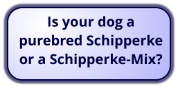 Is your dog a purebred Schipperke or a Schipperke-Mix?