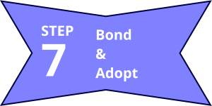 Bond & Adopt 7 STEP