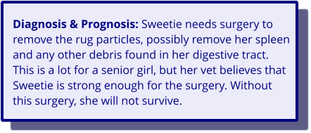 Diagnosis & Prognosis: Sweetie needs surgery to remove the rug particles, possibly remove her spleen and any other debris found in her digestive tract. This is a lot for a senior girl, but her vet believes that Sweetie is strong enough for the surgery. Without this surgery, she will not survive.