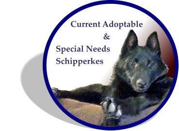 Current Adoptable & Special Needs Schipperkes